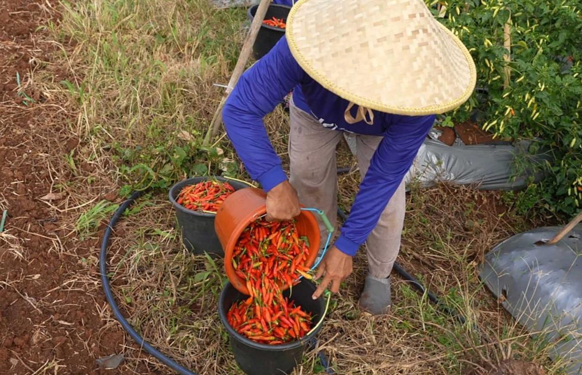 FOTO: Kasad Jenderal Maruli Panen Raya di Gunung Hejo, Dorong Ketahanan Pangan Lewat Agroforestry