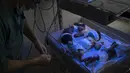 Dokter memantau bayi baru lahir yang menjalani perawatan fototerapi di Rumah Sakit Anak Indira Gandhi di Kabul, Selasa (5/10/2021). Petugas kesehatan di rumah sakit itu berlari mondar-mandir merawat bayi prematur dan yang lainnya menderita kekurangan gizi parah. (AP/Felipe Dana)