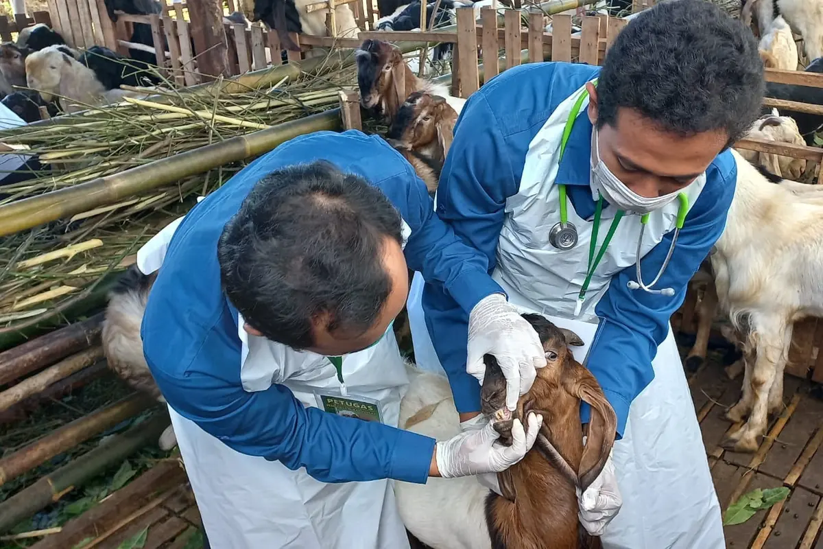 Petugas kesehatan hewan dari Dinas Pertanian dan Pangan Banyuwangi memeriksa hewan kurban di sejumlah titik di Banyuwangi. (Hermawan Arifianto/Liputan6.com).