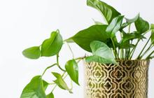 8 Tanaman Hias Cocok untuk Kamar Mandi Lembap, Tumbuh Subur Meski Tanpa Cahaya