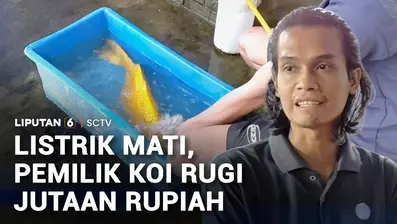 Pemadaman listrik bergilir terus menimbulkan kerugian di masyarakat. Pembudidaya ikan koi rugi puluhan juta rupiah, setelah ikan koi kualitas kontes mati massal. Pemicunya, hilangnya pasokan daya untuk mesin aerator kolam.