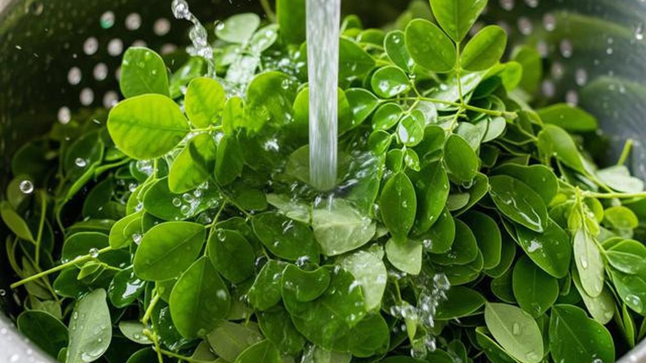 Trik Mengolah Daun Kelor agar Tidak Langu dan Lebih Nikmat