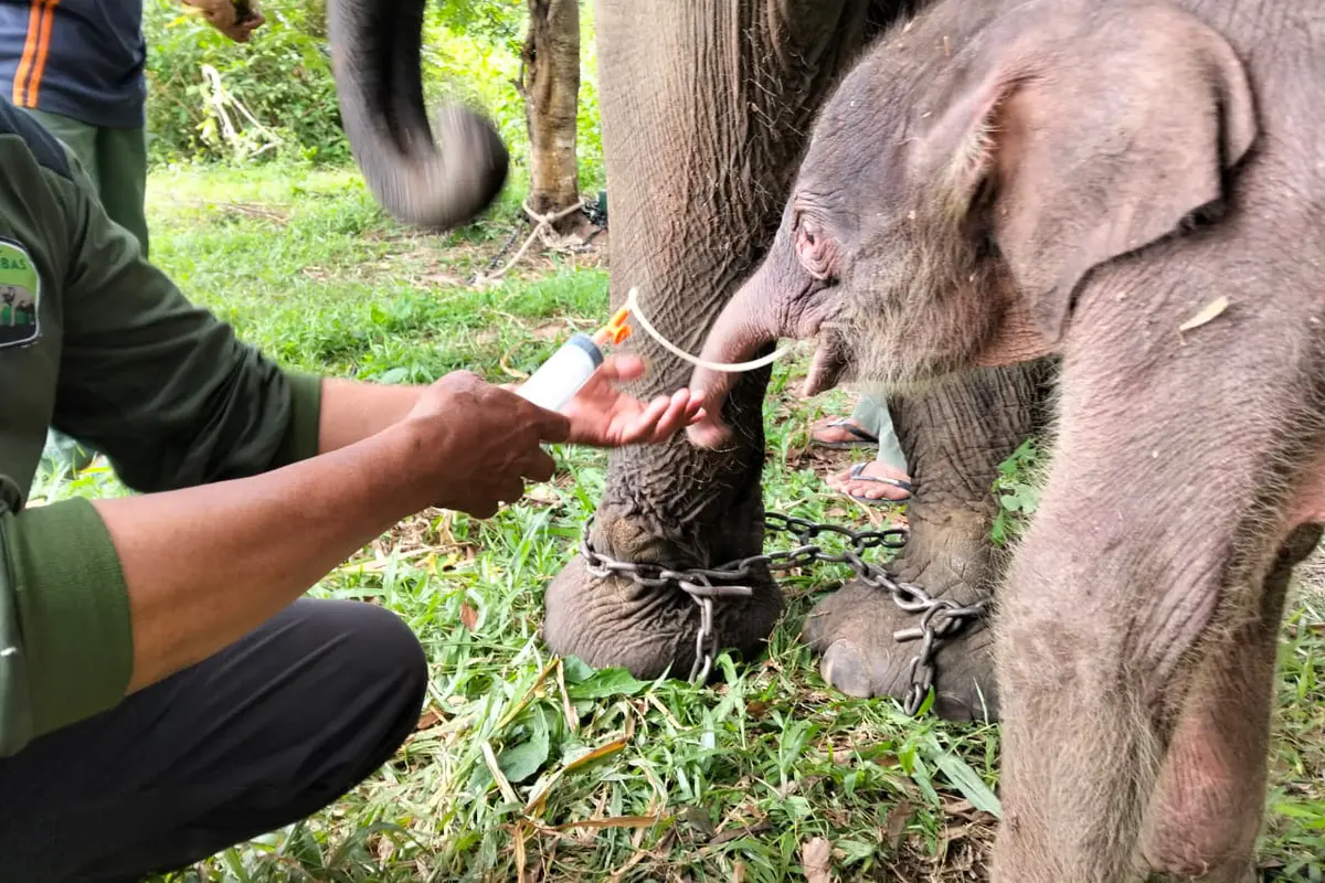 Deretan Potret Bayi Gajah Sumatera Betina yang Baru Lahir di Way Kambas, Beratnya 64 Kilogram