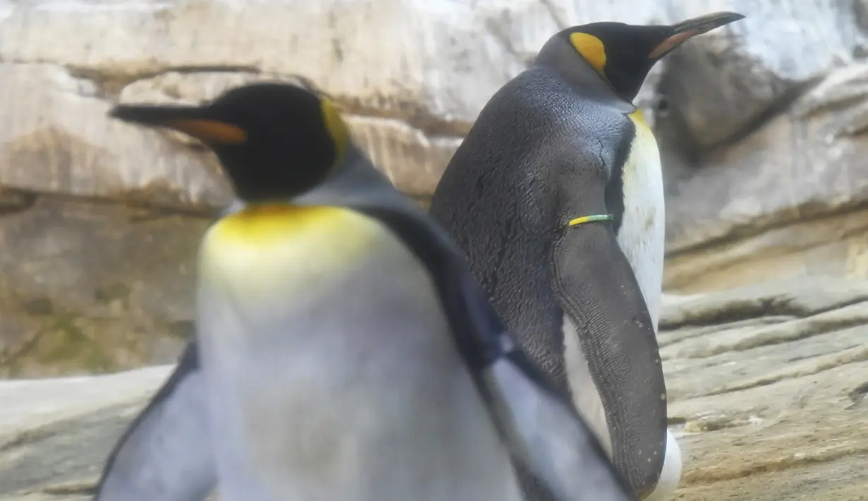 Seekor Penguin raja jantan, Skipper (kanan) dan pasangan sejenisnya, Ping terlihat dalam kandang mereka di Kebun Binatang Berlin, Jerman, Kamis (15/8/2019). Sepasang penguin sesama jenis itu mengadopsi telur telantar sejak Juli lalu sebagai upaya mereka menjadi orang tua. (Tobias SCHWARZ/AFP)