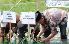 Optimasi Lahan Rawa Batola: Pemkab Batola Targetkan 1.696 Hektare untuk Swasembada Pangan