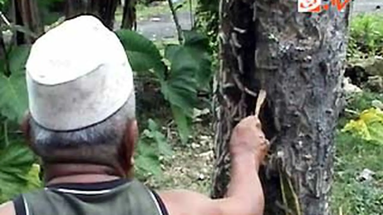110506terk4-ulat.jpg
