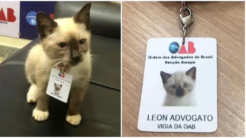 6 Potret Lucu Leon Avogato, Kucing Liar yang Jadi Karyawan di Firma Hukum
