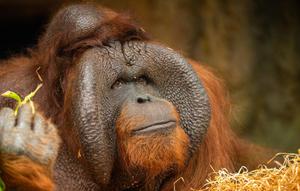 The smartest animals after human. (Photo: vladimircech/Freepik)