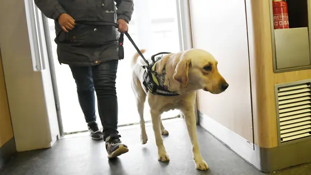 Anjing Pemandu Arus Mudik Tahun Baru Imlek