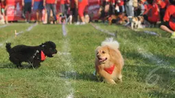 Hilang 5 Tahun, Anjing Ini Akhirnya Bertemu Lagi dengan Pemiliknya