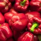 ilustrasi manfaat paprika merah untuk kesehatan/pexels