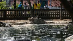 Sejumlah pengunjung melihat buaya di penangkaran sekaligus taman wisata buaya di kawasan Cibarusah, Jabar, Minggu (26/7/2015). Penangkaran buaya ini dikenal dengan Taman Buaya Indonesia Jaya (TBIJ) atau Taman Buaya Cikarang. (Liputan6.com/Faizal Fanani)