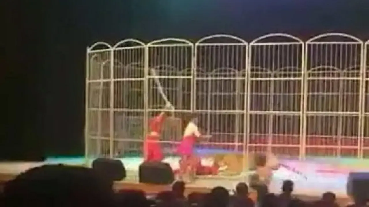 Kelelahan, Macan Sirkus Ini Serang Pelatih Saat Pertunjukan 