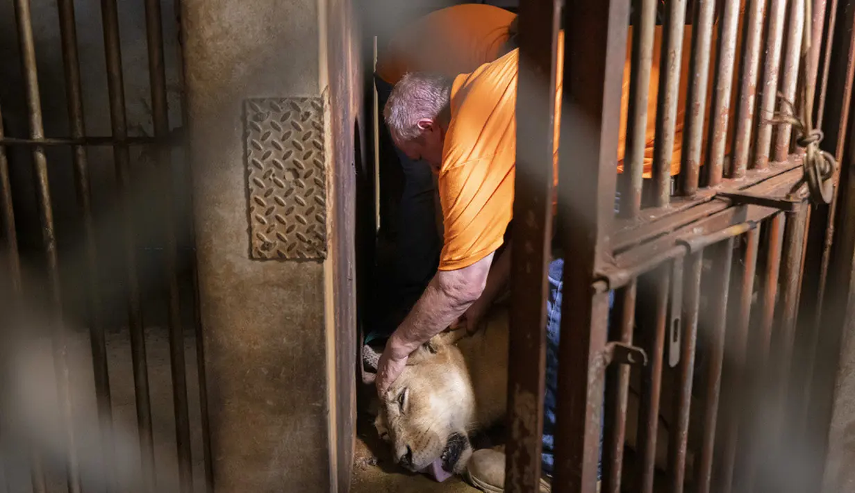 <p>Patrick Craig dari The Wild Animal Sanctuary merawat singa yang dibius sebelum dipindahkan di Mayaguez, Puerto Rico, Jumat (28/4/2023). Tempat ini merupakan satu-satunya kebun binatang di Puerto Rico. (AP Photo/Alejandro Granadillo)</p>