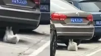 Kucing Ini Lakukan Hal Tak Terduga di Bawah Mobil, Bikin Geleng Kepala (sumber: twitter.com/Crazyinnasia)