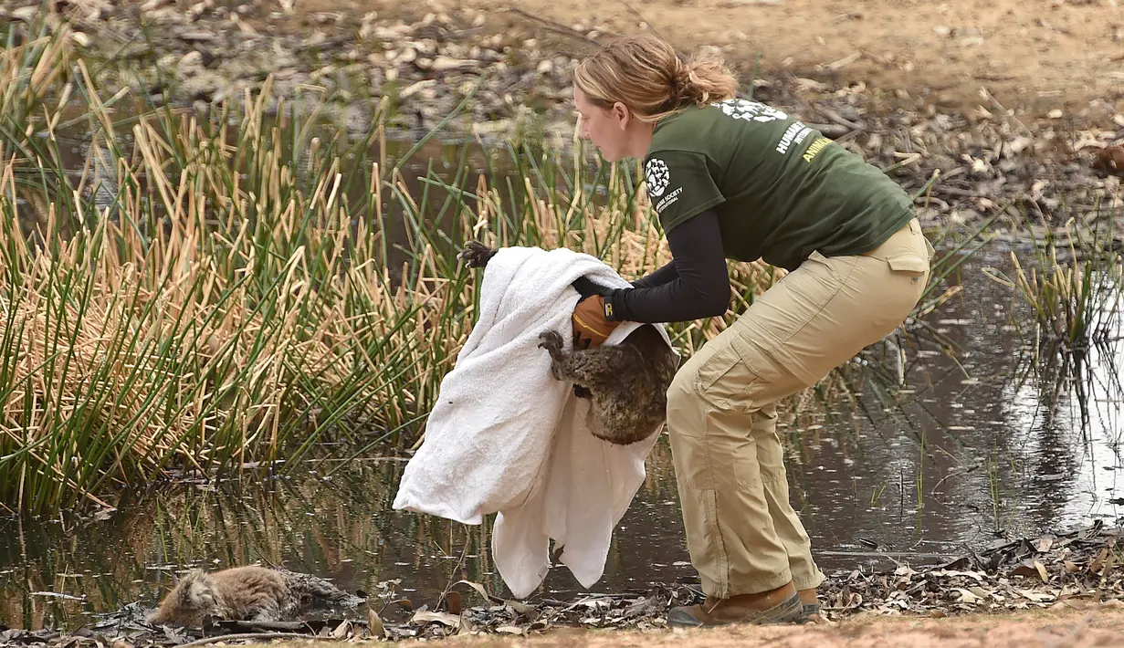 Humane Society International Crisis Response Specialist Kelly Donithan menyelamatkan koala yang terluka di Pulau Kanguru, Australia, 15 Januari 2020. Para pakar khawatir separuh dari 50.000 koala yang tinggal di Pulau Kanguru di Australia Selatan mati dalam kebakaran hebat. (PETER PARKS/AFP)