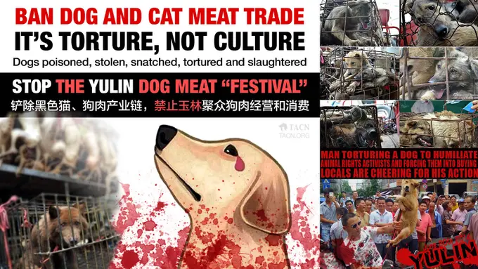 [Bintang] Festival Yulin