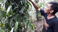 Banyak petani di Cilacap, Jawa Tengah yang mulai membudidayakan vanili. (Liputan6.com/Muhamad Ridlo)