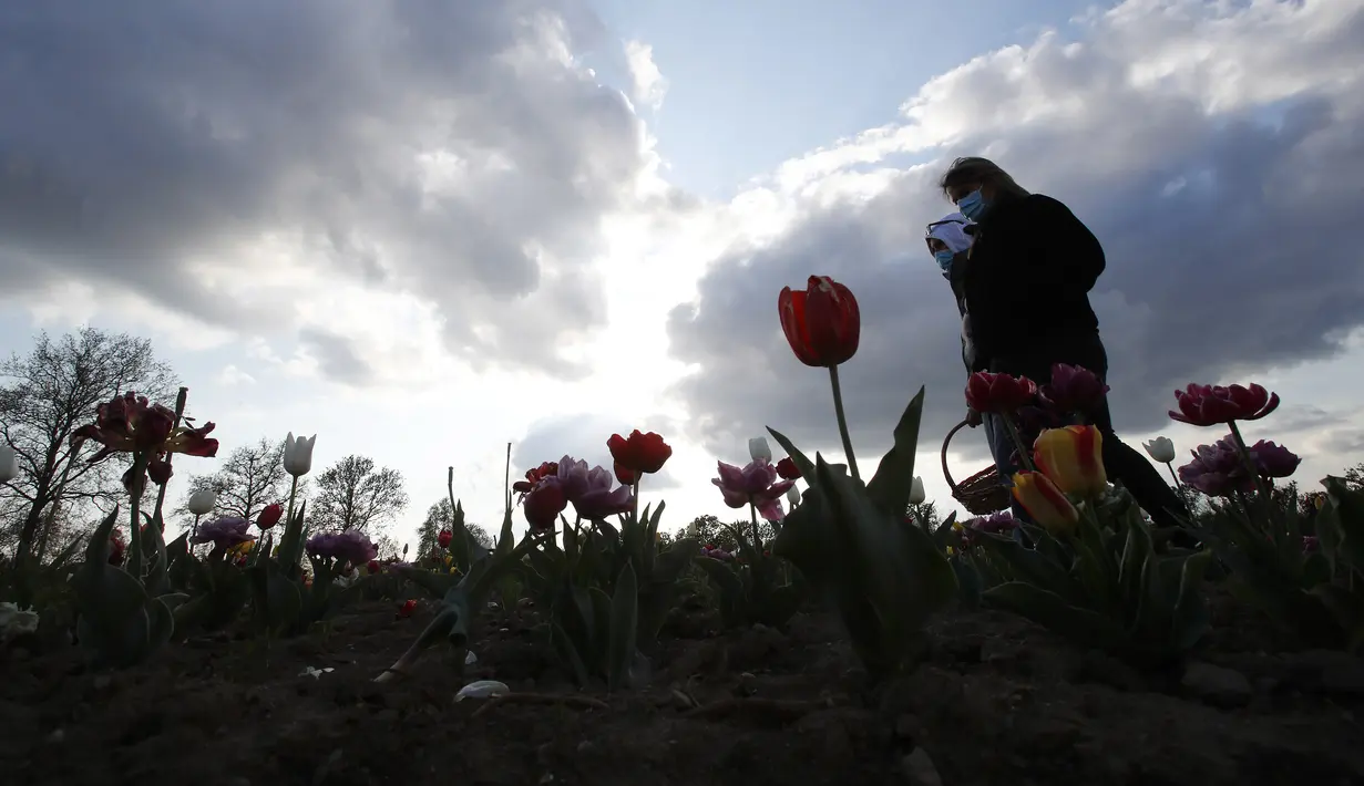 Wanita berjalan di ladang tulip "Tulipani Italiani", yang ditanam pasangan Belanda Edwin Koeman dan Nitsuje Wolanios di Arese, Milan, Italia (15/4/2021). Pasangan ini menanam 250.000 tulip dari 183 varietas yang berbeda untuk menciptakan tradisi Belanda. (AP Photo/Antonio Calanni)