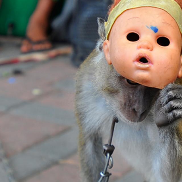 86 Koleksi Foto Penampakan Siluman Monyet Gratis Terbaru