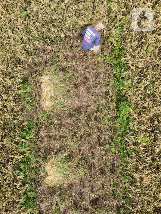 Pandangan udara saat petani memanen padi dari Sawah Abadi di kawasan Ujung Menteng, Jakarta, Rabu (23/2/2022). Panen padi dilakukan rutin setiap tiga hingga empat bulan. (merdeka.com/Imam Buhori)