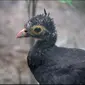 Burung Maleo, burung endemik Sulawesi dengan nama latin Macrocephalon Maleo itu kini masuk dalam kategori terancam punah. (foto: Liputan6.com/ Arfandi Ibrahim)