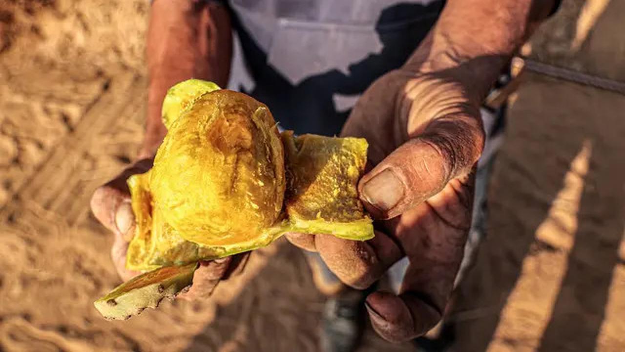 7 Khasiat Kaktus untuk Kesehatan yang Jarang Diketahui, Sumber Nutrisi dan Antioksidan Alami