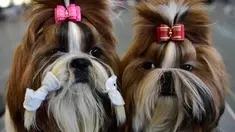 Dua anjing jenis terrier, Yorkshire di foto pada pameran anjing Internasional di Bishkek (01/10). Para peternak anjing asal Rusia, Kazakhstan dan Kirgistan ambil bagian dalam pameran tersebut. (AFP PHOTO / Vyacheslav OSELEDKO)