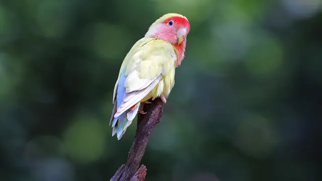 Jenis dan Harga Lovebird