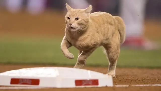 Seekor kucing tiba-tiba melintas di lapangan bisbol saat laga antara tim Los Angeles Angels vs St. Louis Cardinals sedang berlangsung. Seisi tadion pun terkejut dan laga sempat terhenti beberapa menit.