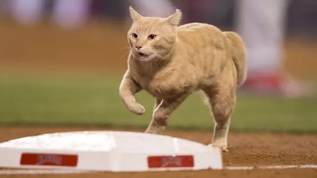 Kehadiran Kucing Ini Mengejutkan Seisi Stadion