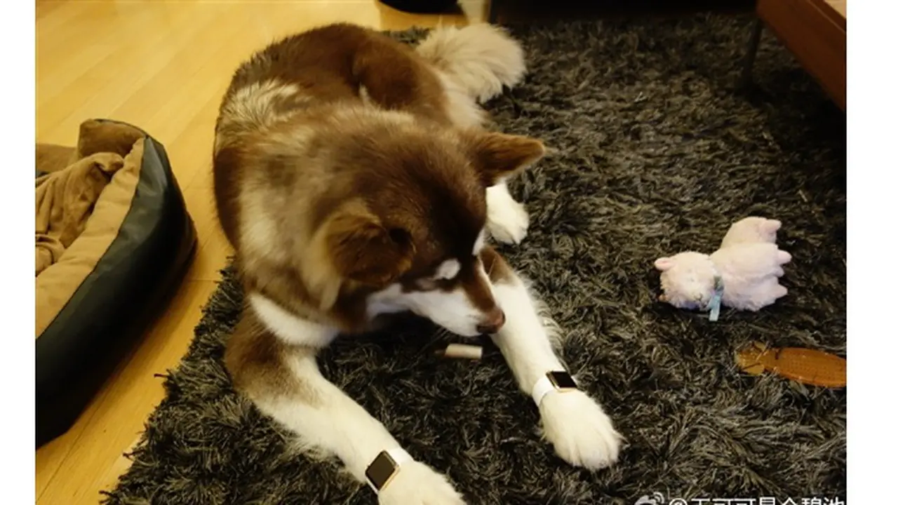 Anjing milik Wang Sicong, putra dari Wang Jianlin orang terkaya di China