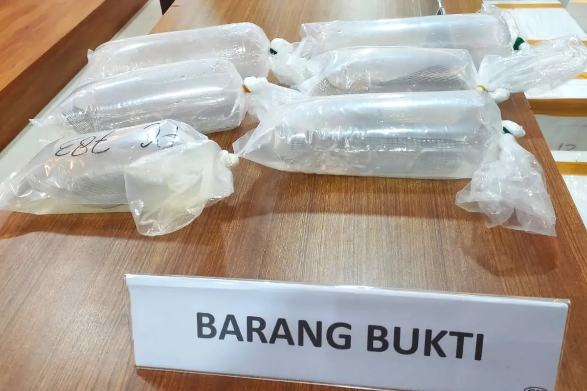 Penyelundupan Puluhan Ribu Benih Lobster Ilegal ke Singapura Digagalkan di Sumsel
