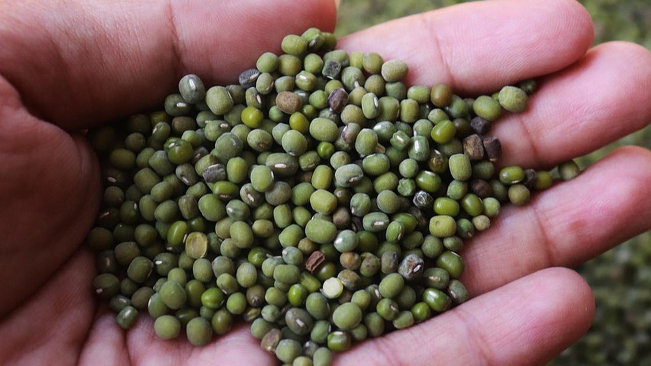 9 Manfaat Kacang Hijau untuk Pria, Cegah Gangguan Prostat hingga Tingkatkan Kesuburan