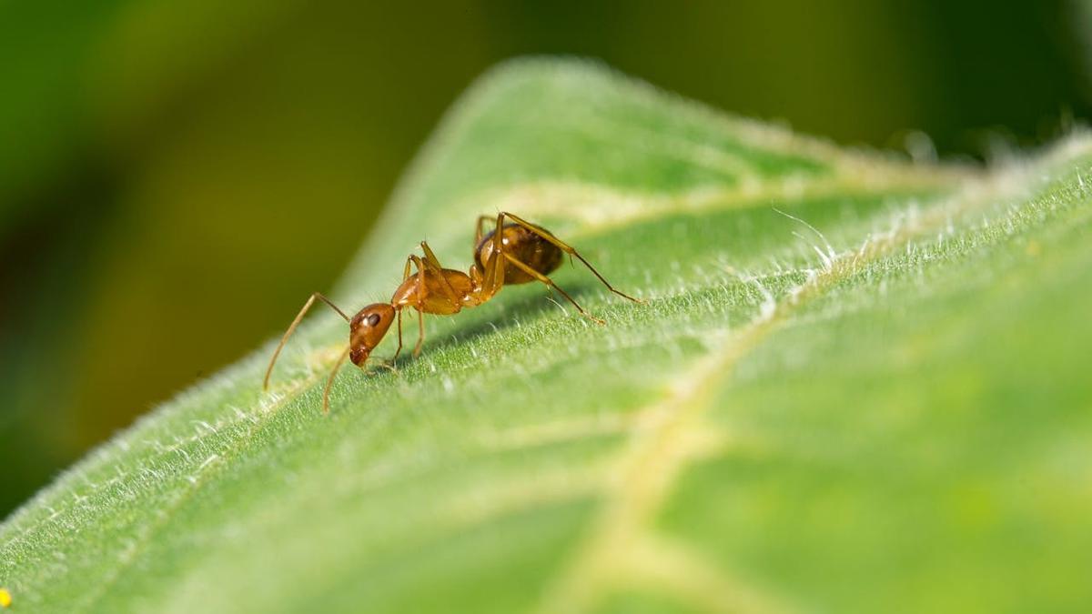 8 Daun yang Ditakuti Semut, Solusi Alami Tanpa Semprotan Kimia