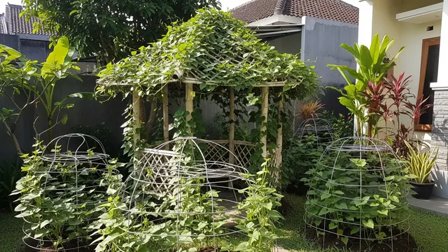 9 Ide Kebun Ubi Rambat dari Kawat Bekas Jemuran, Hemat Lahan dan Ramah Lingkungan