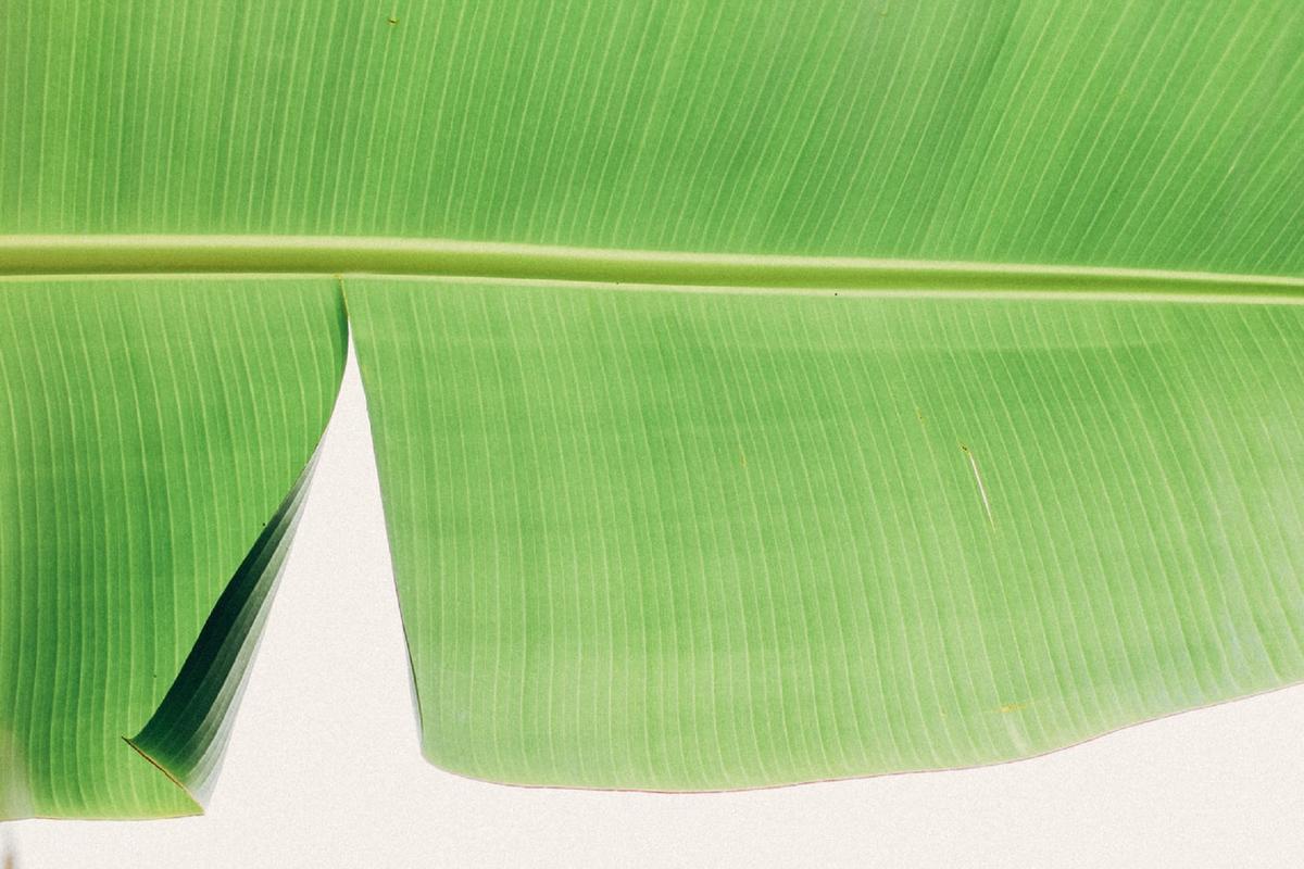Ilustrasi daun pisang