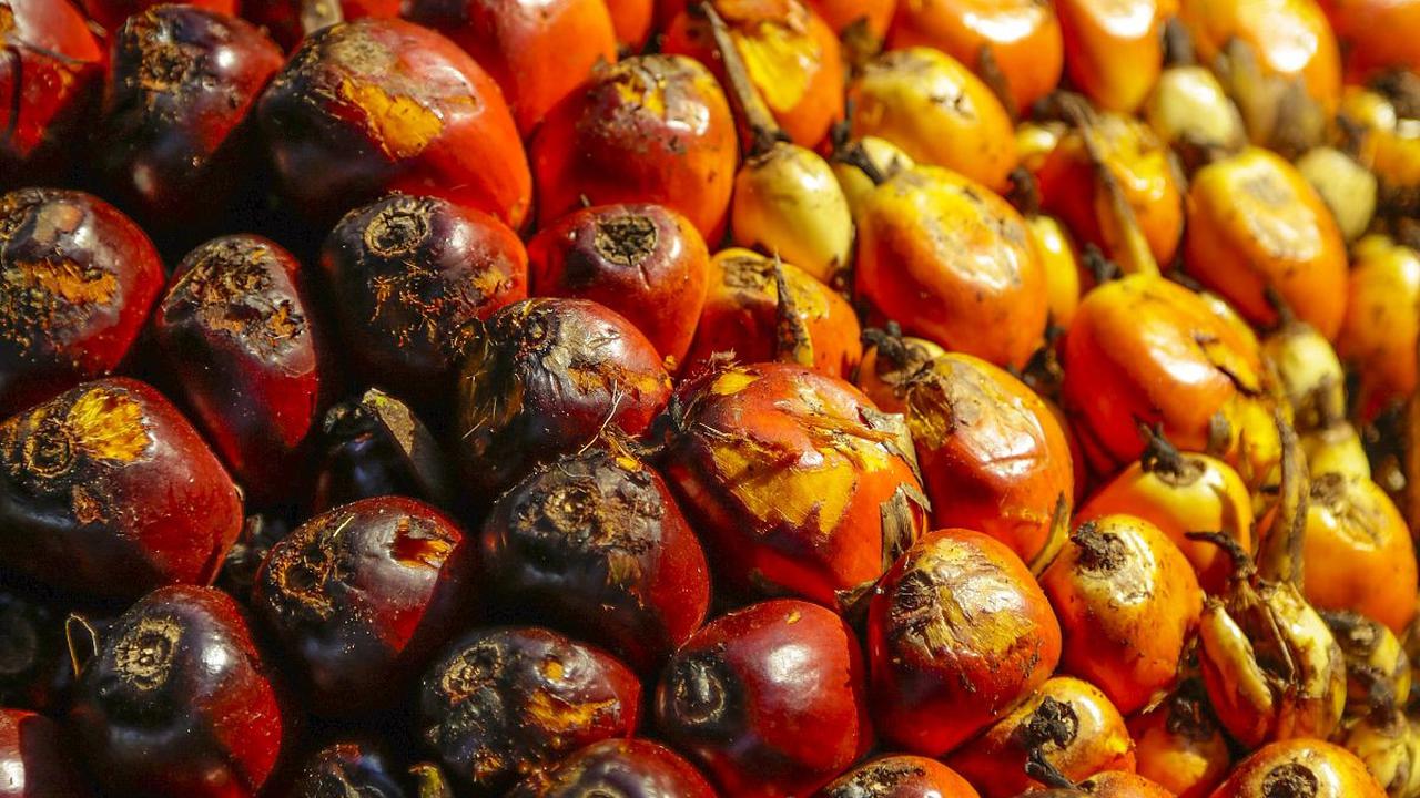 Jejak Sejarah Kelapa Sawit di Indonesia, Berawal dari Perusahaan Besar Milik Belanda di Pantai Timur Sumatra
