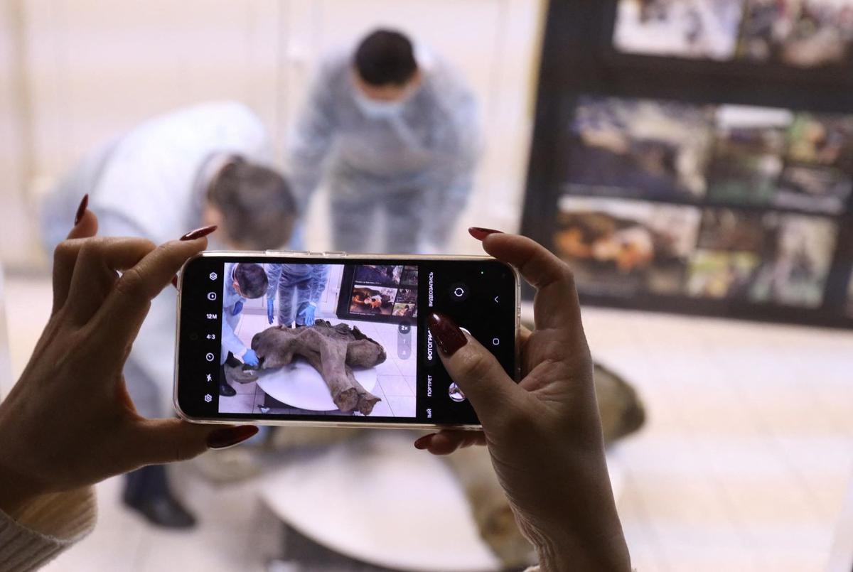Bayi Mammoth Ditemukan di Bawah Salju Abadi Yakutia