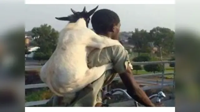7 Meme Absurd Kambing Jelang Hari Raya Idul Adha Ini Kocak