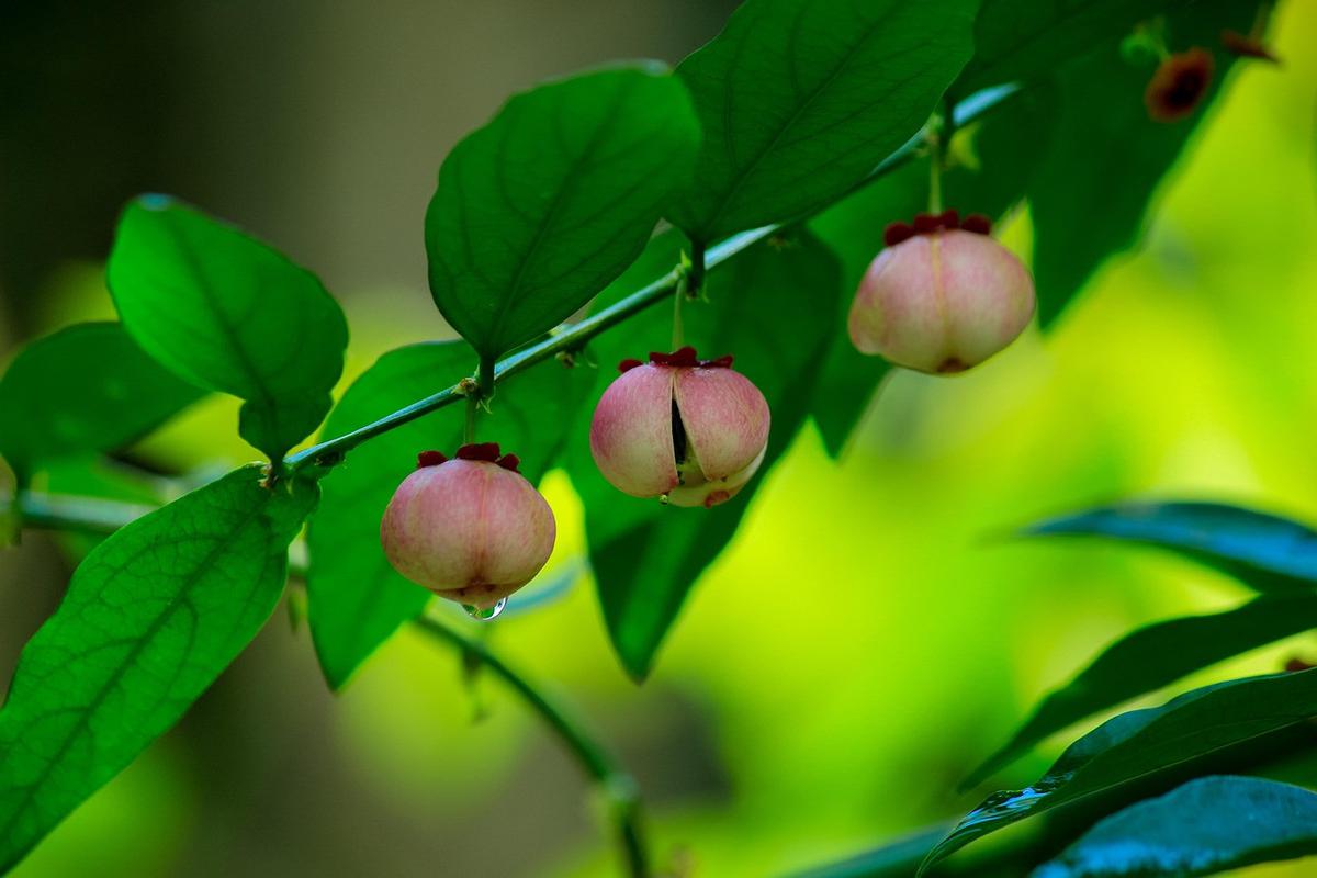 Daun Katuk
