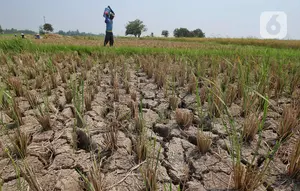 El Nino Skala Besar Hantui RI, Bappenas Pasang Strategi Cegah Krisis