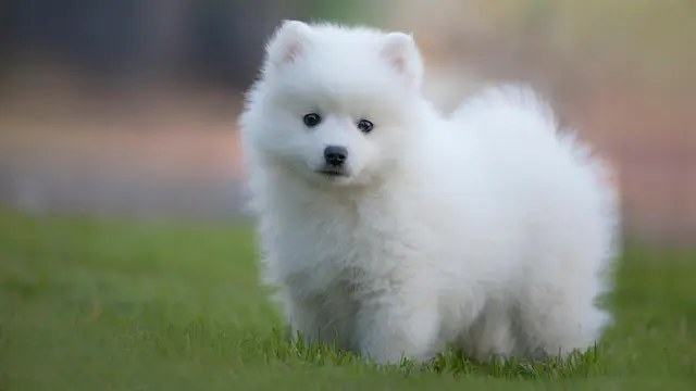 Japanese Spitz