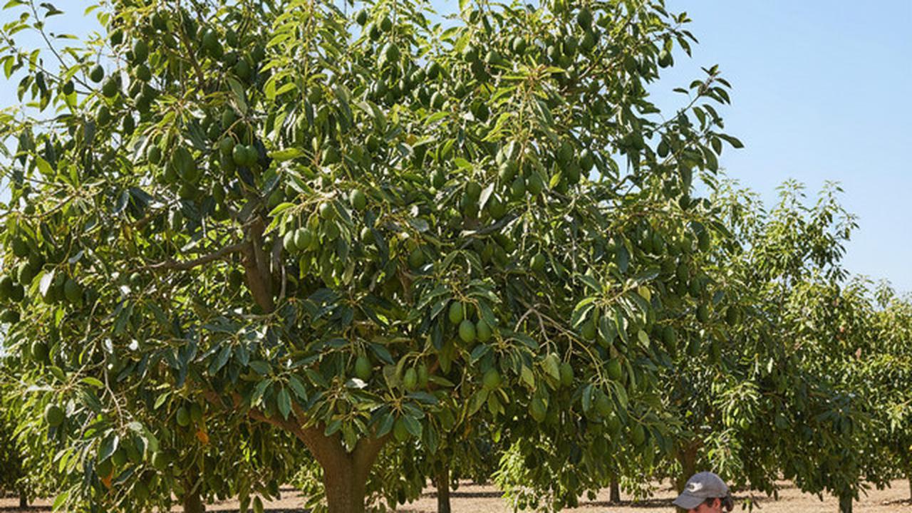 7 Cara Mencegah Buah Alpukat Busuk di Pohon Sebelum Panen