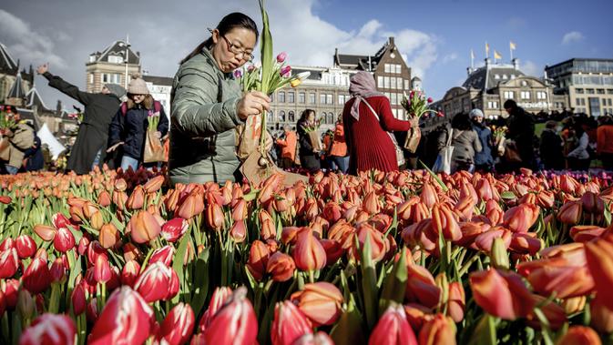 Orang-orang memetik tulip gratis pada Hari Bunga Tulip Nasional di Dam Square yang berada di seberang Royal Palace, Amsterdam, 18 Januari 2020. Hari Bunga Tulip Nasional ini menandai pembukaan musim bunga tulip untuk industri bunga Belanda.  (Koen Van WEEL/ANP/AFP)