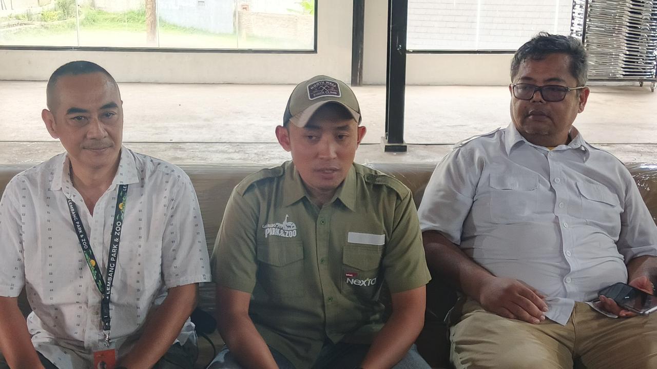 Macan Tutul Lepas dari Lembang Park and Zoo Ternyata yang Masuk Balai Desa di Kuningan