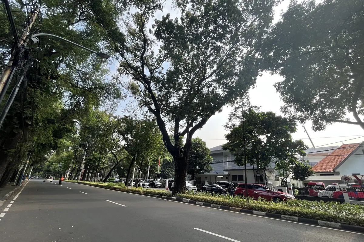 Pohon besar di kawasan Jakarta Pusat, mulai dari kawasan Proklamasi hingga Teuku Umar.