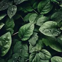 Ilustrasi daun dadap. (Foto oleh sohail nachiti: https://www.pexels.com/id-id/foto/fotografi-close-up-daun-dengan-tetesan-807598/)