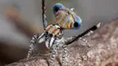 Spesies baru ditemukan yaitu Laba-laba merak Australia. Laba-laba dengan ukuran yang kecil ini mempunyai corak warna yang indah. (Reuters/Jurgen Otto)