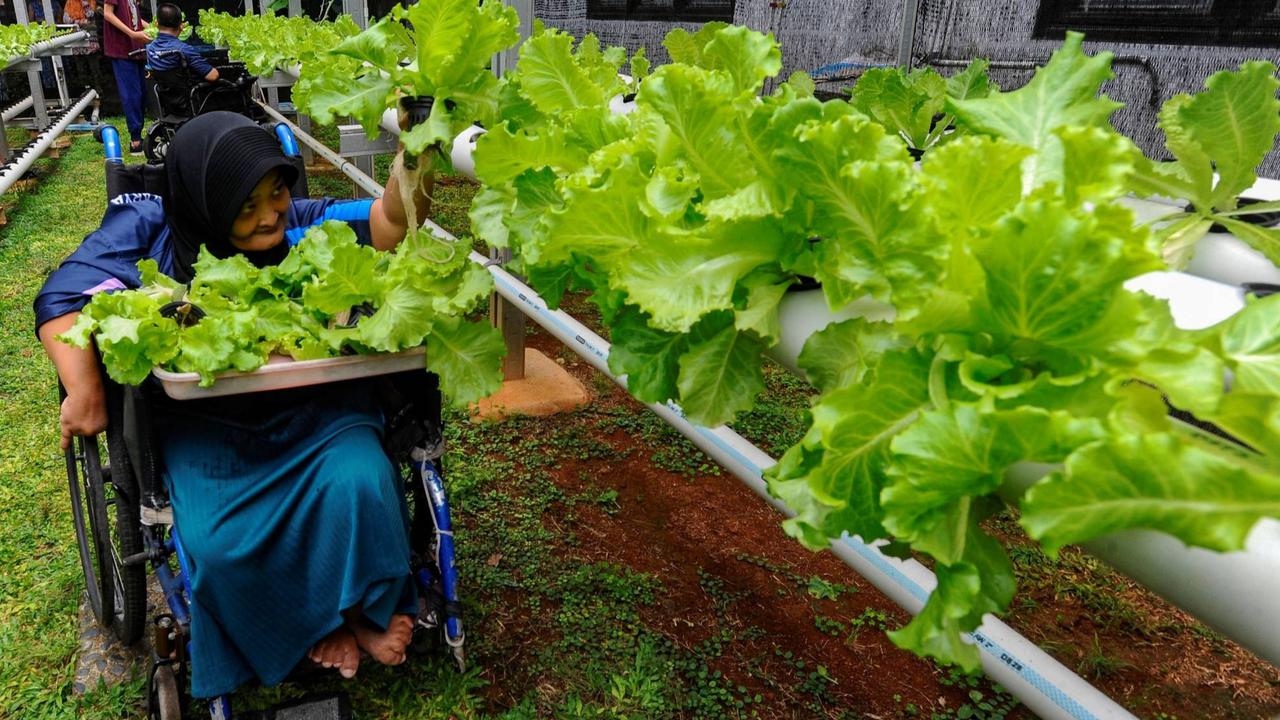 Murid difabel panen selada air di kebun hidroponik YPAC